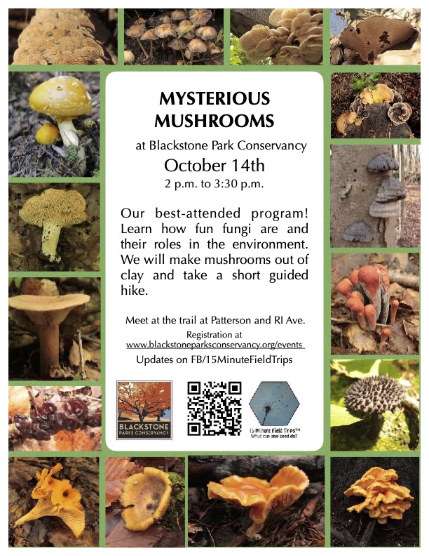 Mysterious Mushrooms
