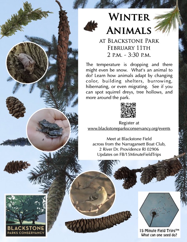 Winter Animals: Animal Adaptations