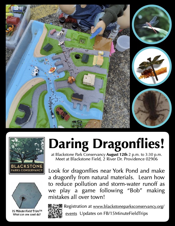 Daring Dragonflies