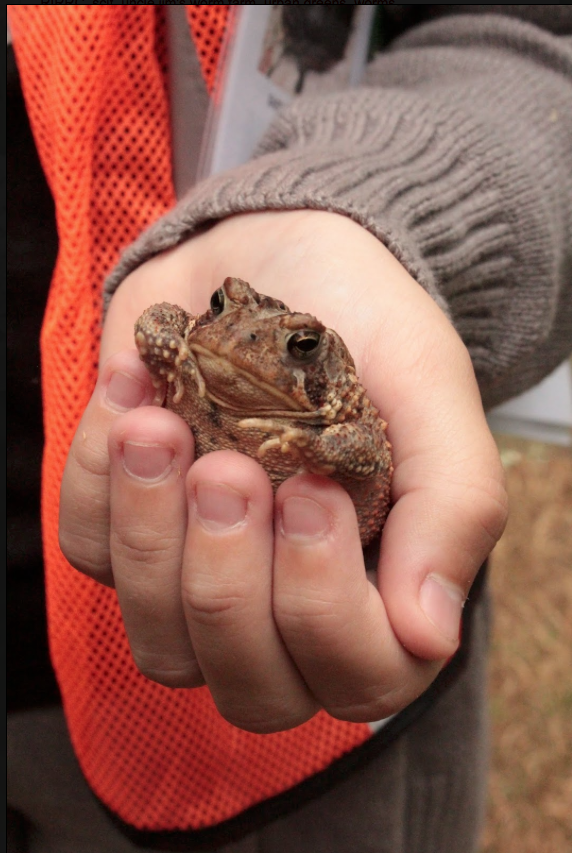 Frogs and Toads of Rhode Island Blackstone Parks Conservancy