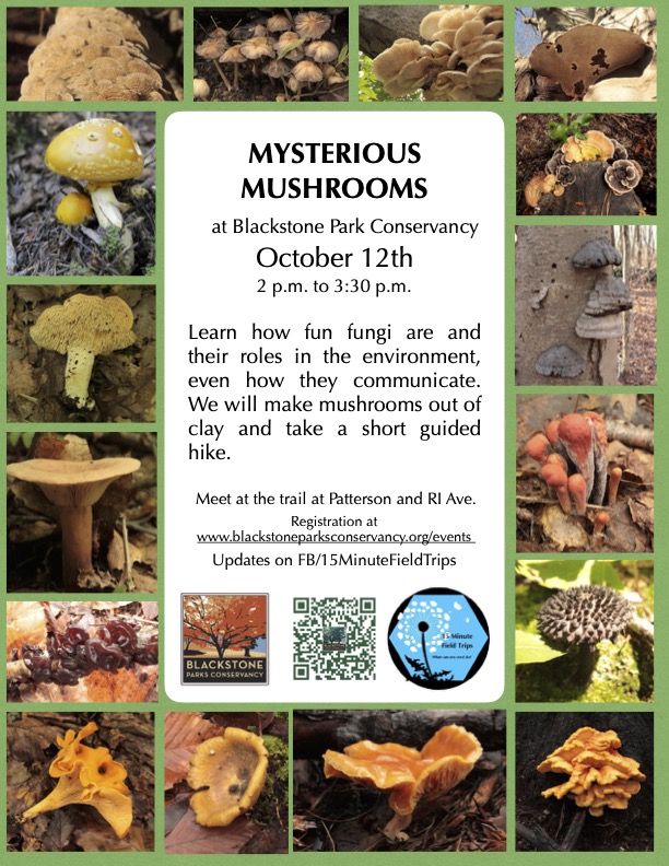 Mysterious Mushrooms