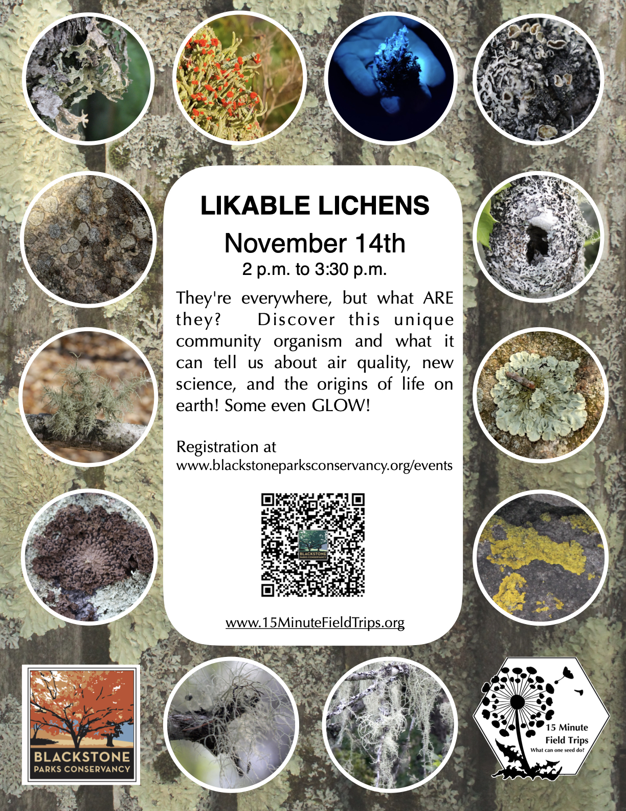Likable Lichens