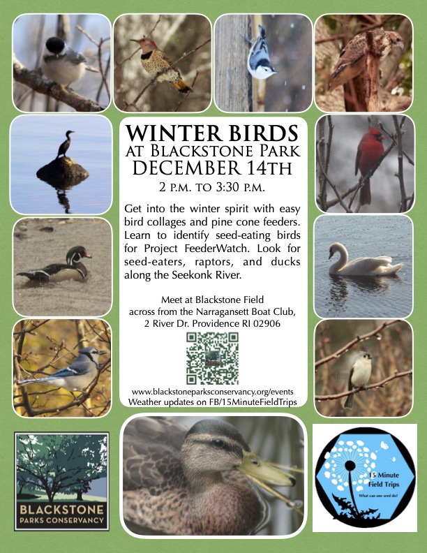 Winter Birds at Blackstone Park