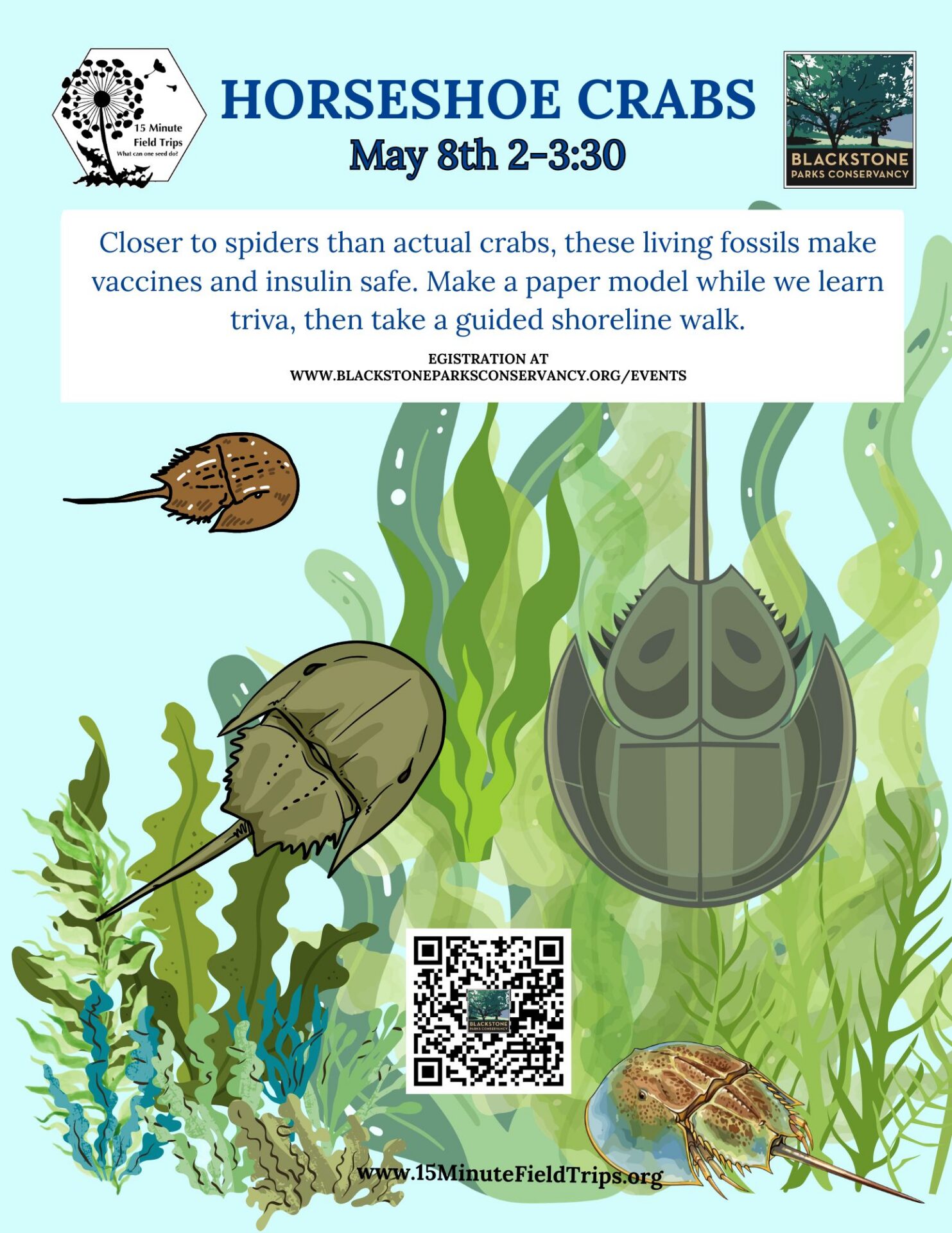 Horseshoe Crabs