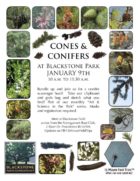 Cones and Conifers