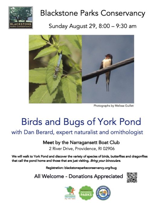 Birds and Bugs of York Pond – with Dan Berard