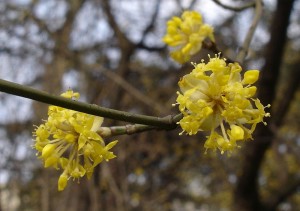 Cornus mas