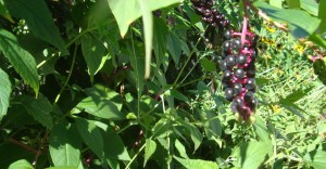 Pokeweed Plant