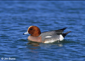 Eurasian-Wigeon-on-water