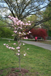 beautiful tree