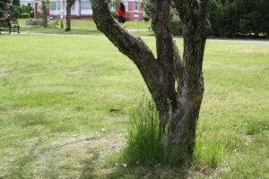 tree trunk