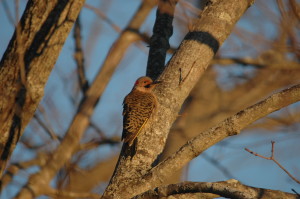 Northern Flicker