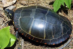 Painted Turtle