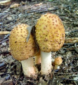 Amanita muscaria Var. Formosa