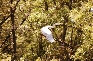 black crowned night heron