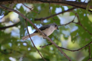 junior tufted titmouse