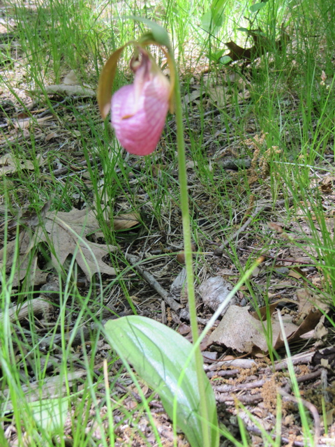 Pink Ladys Slipper