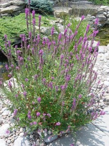 Purple Loosestrife