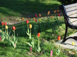 Tulips and Bench on Blackston Boulevard